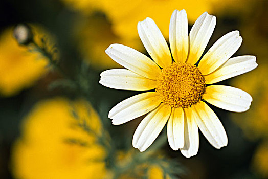 特写,野外,菊花,花