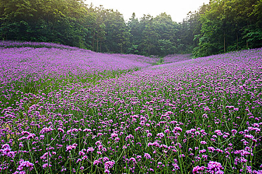 谷里香草园