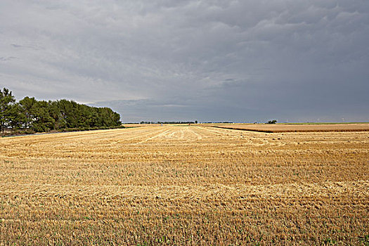 收获,小麦,地点,阴天,天空,艾伯塔省,加拿大