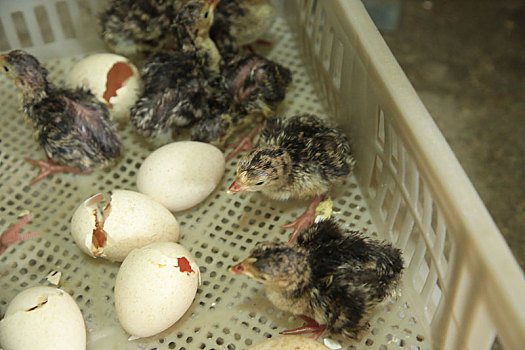 孵化育雏正当时,每天数万只小鸡仔从这里发往全国