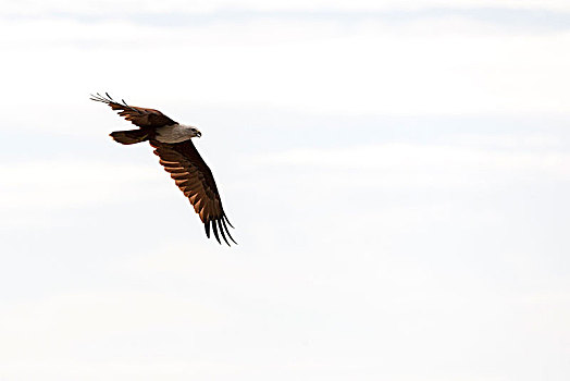 白尾鹰,猎捕,海滩,印度尼西亚