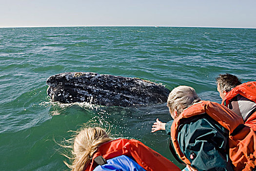 灰鲸,看,友好,鲸,下加利福尼亚州,墨西哥