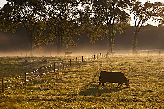 母牛,放牧,土地,早晨,亮光,魁北克,加拿大
