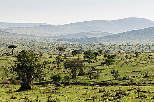 马赛马拉国家保护区,肯尼亚