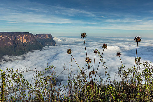 风景,雾气,委内瑞拉,南美