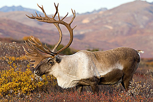 北美驯鹿,驯鹿属,雄性动物,苔原,中心,阿拉斯加