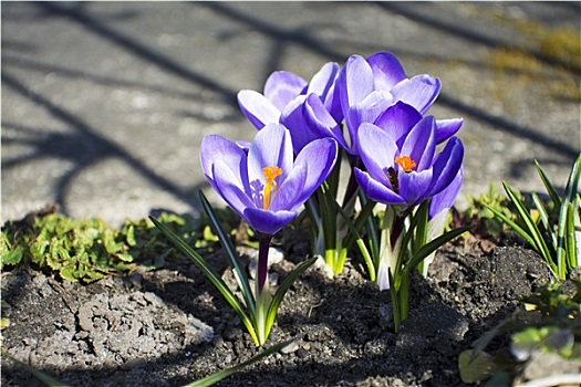 紫色,藏红花,春天,花园