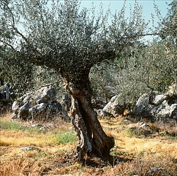橄榄树,意大利