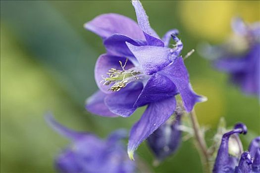 耧斗菜,耧斗花,园艺植物,德国