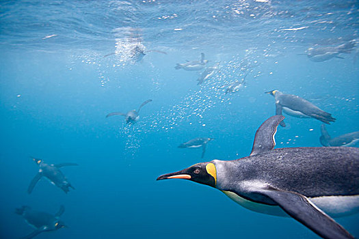 特写,水下视角,帝企鹅,游泳,露脊鲸湾,南乔治亚,南极