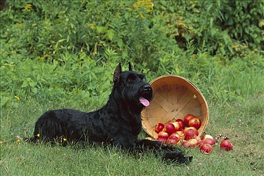 巨大,髯狗,狗,溢出,苹果