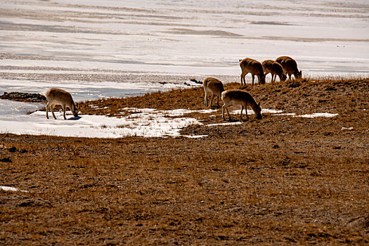 藏羚羊的冬天生活