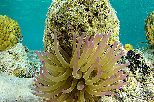 巨大,海葵,灯塔,礁石,环礁,伯利兹