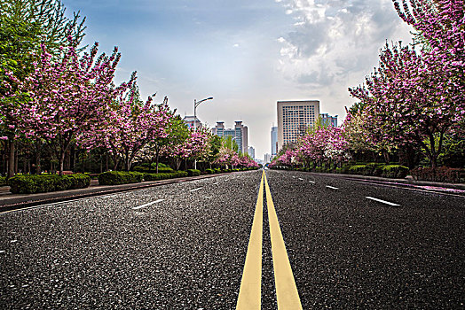 城市樱花道路