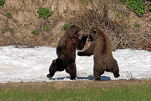 两个,近成年,棕熊,打闹,站立,后腿,雪,溪流,河,保护区,休憩之所,阿拉斯加,夏天