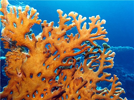 珊瑚礁,黄色,珊瑚,臀部,热带,海洋,蓝色背景,水,背景
