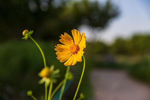 鲜花