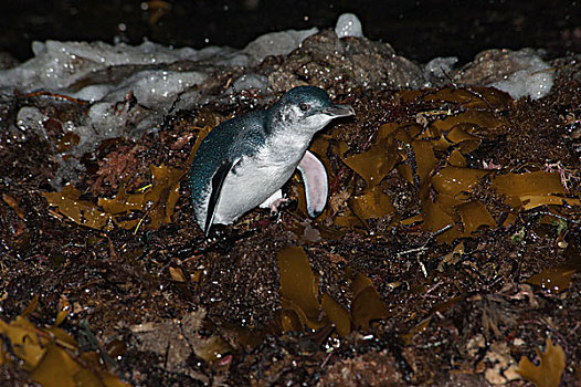 小蓝企鹅,喂食,旅游,海上,菲利普岛,澳大利亚