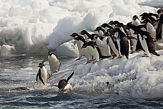 阿德利企鹅,群,冰,拥有,岛屿,罗斯海