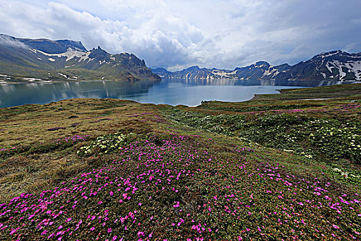 长白山高山花卉