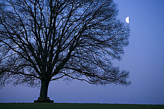 橡树,秃头,剪影,特写,晚间,天空,半月,自然,植物,树,落叶树,孤树,独特,树梢,月亮,概念,安静,无人,彩色,蓝色