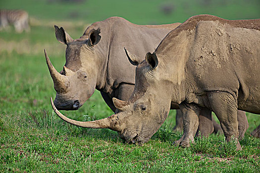 白犀牛,一对,纳塔耳,南非