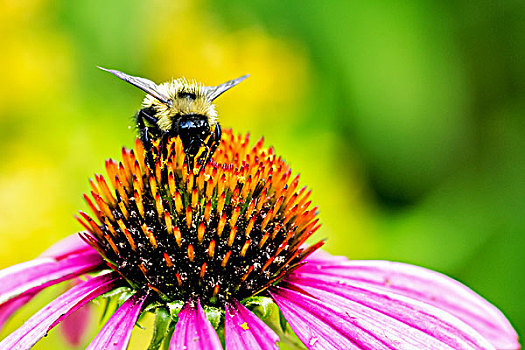 蜜蜂,进食,花粉,雄蕊,粉色,紫锥菊,花,特写