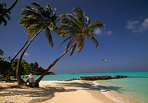 海滩,椰子,手掌,阿里环礁,马尔代夫,亚洲