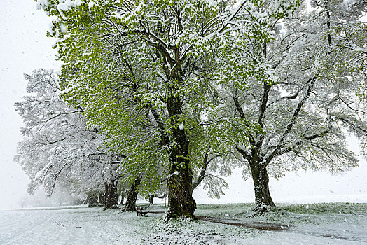 酸橙树,小路,椴树属,翠绿,叶子,重,下雪,巴伐利亚,德国,欧洲