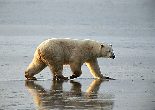 北极熊,走,淤泥滩,加拿大