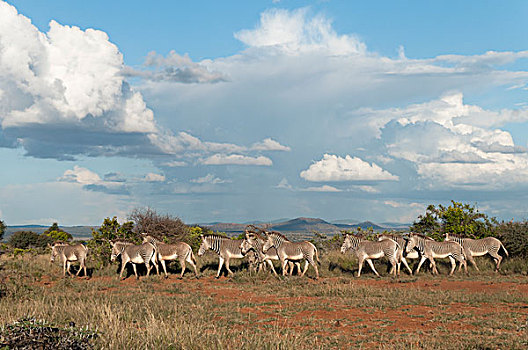 斑马,细纹斑马,牧群,研究中心,肯尼亚
