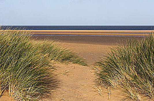 草,沙丘,海滩