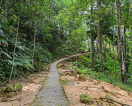 徒步旅行,树林,泰国