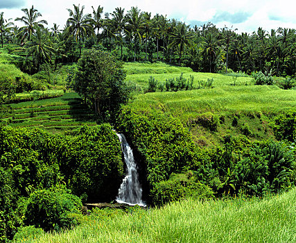 瀑布,稻田,梯田,椰树,乌布,巴厘岛,印度尼西亚,亚洲