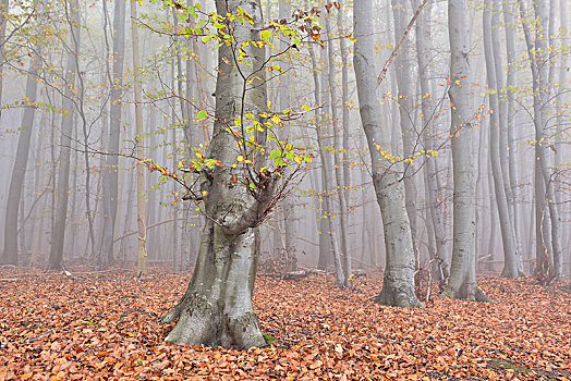 雾,山毛榉,树林,秋天,雅斯蒙德国家公园,梅克伦堡前波莫瑞州,德国,欧洲