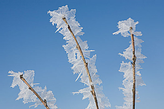 白霜,枝条,桑德贝,安大略省,加拿大