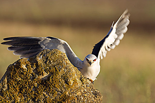 黑翼,鸢,展翅,多尼亚纳国家公园,西班牙