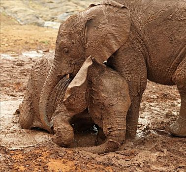 婴儿,大象,玩,钟点,总部,内罗毕国家公园