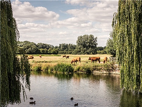 母牛,放牧,河,英格兰