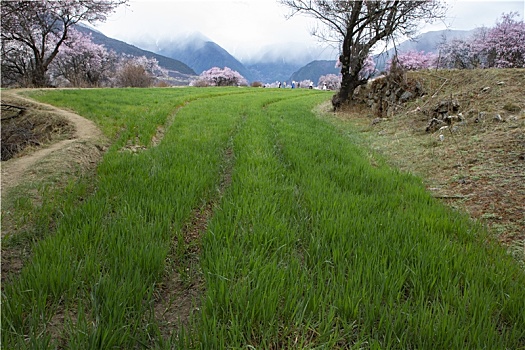 野桃花观赏圣地索松村