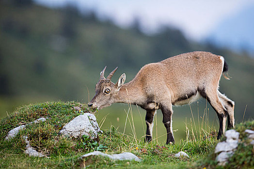 阿尔卑斯野山羊,羱羊,进食,瑞士,欧洲