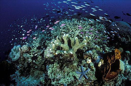 品种,小,珊瑚鱼,游泳,高处,硬珊瑚,礁石,海绵,海鞘类,万鸦老,北苏拉威西省,印度尼西亚