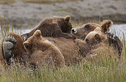 棕熊,幼兽,哺乳,克拉克湖,国家公园,阿拉斯加,美国