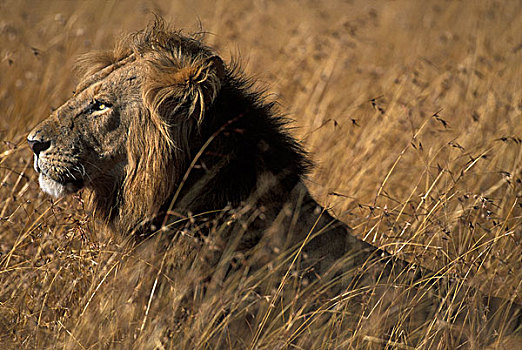 非洲,肯尼亚,马塞马拉野生动物保护区,成年,雄性,狮子,高草,热带草原