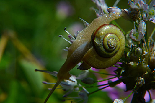 彩壳小蜗牛
