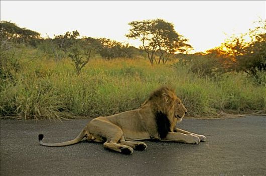 南非,国家公园,狮子,躺着,道路