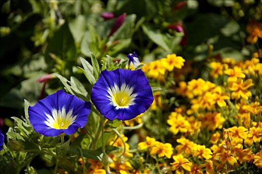 万寿菊,蓝色,西班牙,旋花,三色