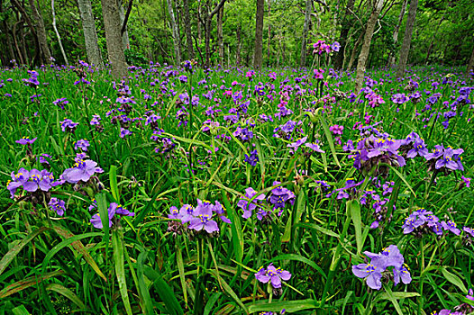 草原,紫露草,盛开,树林,地面,公园,德克萨斯,美国