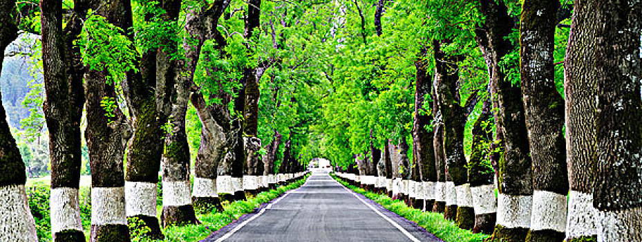 树,道路,葡萄牙