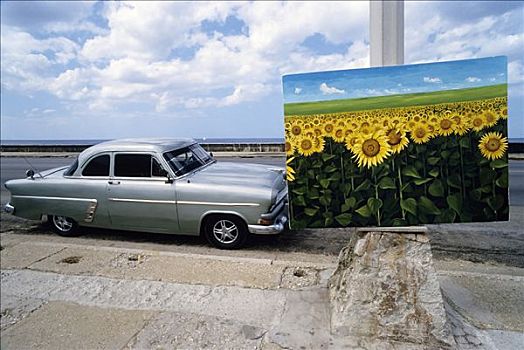 描绘,向日葵地,展示,路边,美国,老爷车,跳蚤市场,哈瓦那,古巴,加勒比海